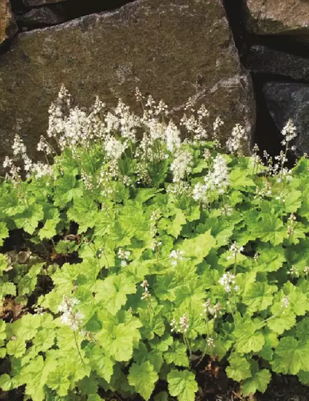 RÖNSYTIARELLA - Muut perennat - 2006546500002 - 1