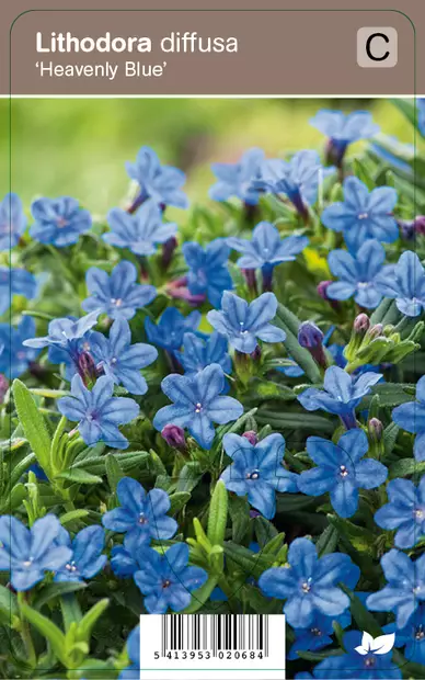 SINILEMMIÖ HEAVENLY BLUE - Muut perennat - 2034738500004 - 1