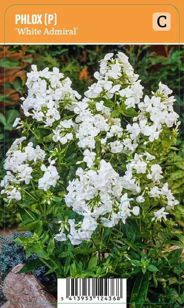 SYYSLEIMU WHITE ADMIRAL - Leimut - 2064183600004 - 1
