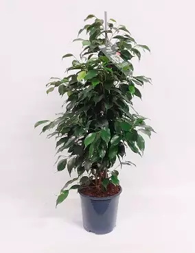 LIMOVIIKUNA DANIELLE 21 CM RUUKKU - Fiikukset - 8717645004240 - 1