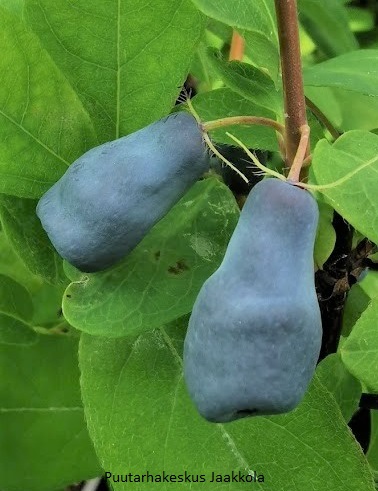 HUNAJAMARJA ONNI - Hunajamarjat - 2033129000000 - 1