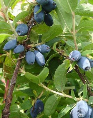 HUNAJAMARJA HONEYBEE - Hunajamarjat - 2012032100007 - 1