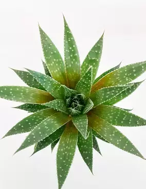 SUKA-AALOE - Kaktukset, mehikasvit ja tyräkit - 004075100511 - 1