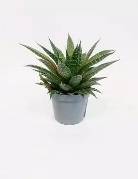 SUKA-AALOE - Kaktukset, mehikasvit ja tyräkit - 004075100511 - 2