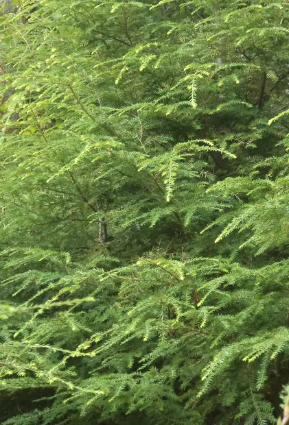 KANADANHEMLOKKI - Muut havukasvit - 10306101 - 1