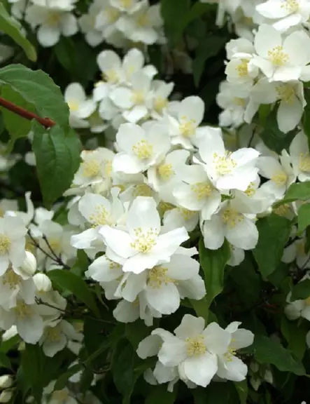 LOISTOJASMIKE TÄHTISILMÄ - Jasmikkeet - 2053641800001 - 1