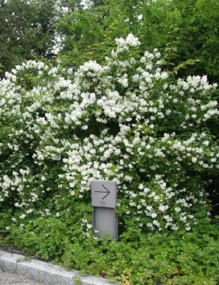 LOISTOJASMIKE TÄHTISILMÄ - Jasmikkeet - 2053641800001 - 2