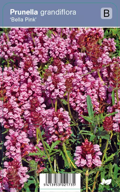 ISONIITTYHUMALA BELLA PINK - Muut perennat - 2039927800002 - 1