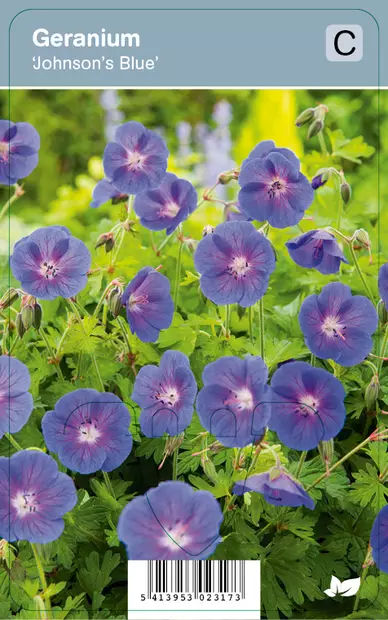 LOISTOKURJENPOLVI JOHNSONS BLUE - Kurjenpolvet - 2002927600002 - 1