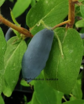 HUNAJAMARJA LEMPI - Hunajamarjat - 2021058900003 - 1