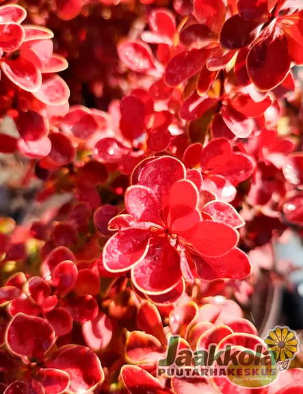 JAPANINHAPPOMARJA RED HOT CHILI - Happomarjat - 2077021000003 - 1