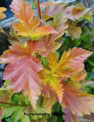 PURPPURAHEISIANGERVO AMBER JUBILEE - Heisiangervot - 2001001700003 - 1