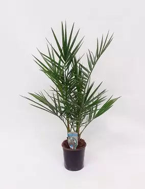 KANARIANTAATELI - Palmut - 2010020900004 - 1