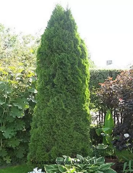 TIMANTTITUIJA - Tuijat - 10301104 - 1