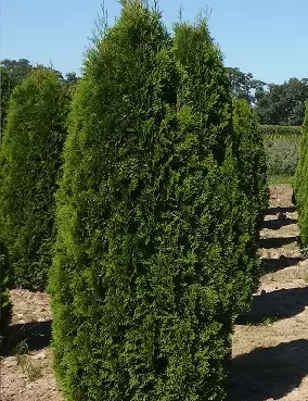 TIMANTTITUIJA - Tuijat - 10301104 - 2