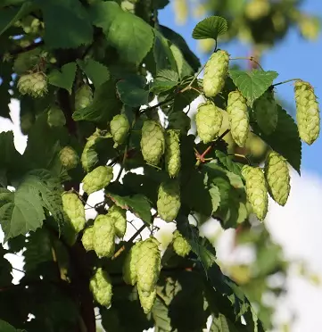 HUMALA PERÄKORPI-NISU - Muut köynnökset - 2028647700006 - 1