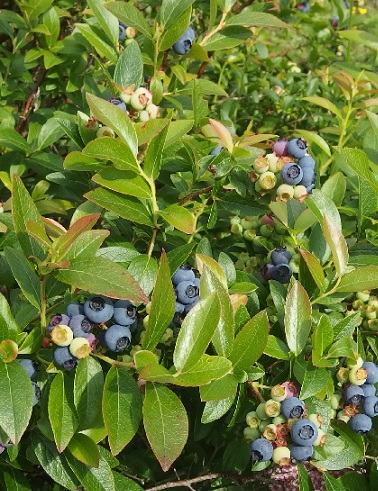 PENSASMUSTIKKA NORTHBLUE - Pensasmustikat - 2000174200006 - 1