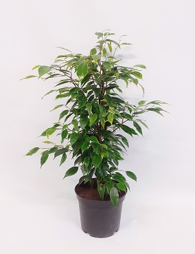 LIMOVIIKUNA ANASTASIA - Fiikukset - 6417055084888 - 3