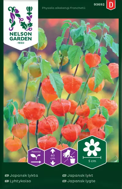 LYHTYKOISO - Perennojen siemenet - 7312600936928 - 2