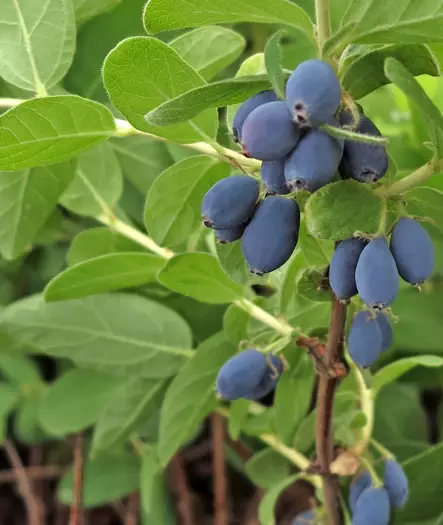 HUNAJAMARJA BLUE VELVET - Hunajamarjat - 2001043700009 - 1