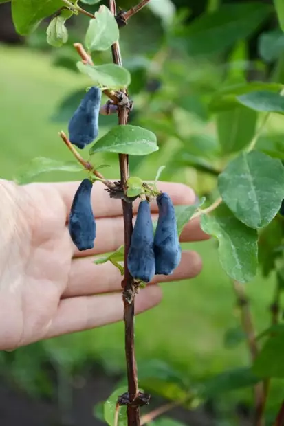 HUNAJAMARJA JÄTTILÄISEN TYTÄR - Hunajamarjat - 2005246800009 - 1